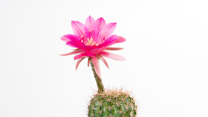Cactus Echinopsis Kermesina with open pink blossom, isolated