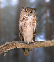 Eurasian eagle-owl on natural background