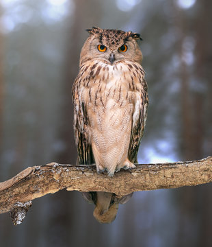 Eurasian eagle-owl on natural background