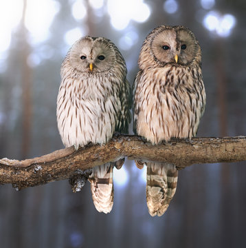 Pair of Ural owls (Strix uralensis)