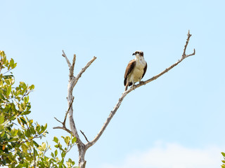 Osprey (Pandion haliaetus) perching on an old tree