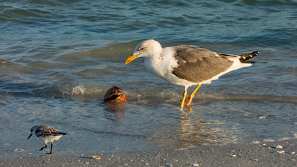 Pacific gull (Larus pacificus) with shell and standing in water