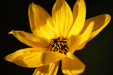 Blumenporträt Engelmannia peristenia  / Die Draufischt und das Blütenporträt einer gelben Engelmannia peristenia im Sonnenlicht.