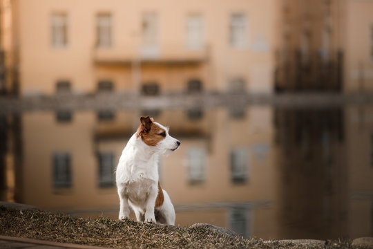 Dog Jack Russell Terrier walks through the city