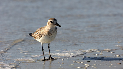Red Knot (Calidris canutus) single bird standing on shoreline, Florida, USA