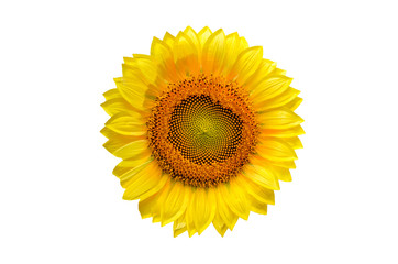 Fototapeta premium Sunflower with isolated on white background.