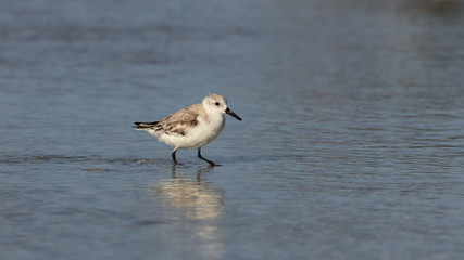 Snowy plover (Charadrius nivosus) looking for food and wading in water