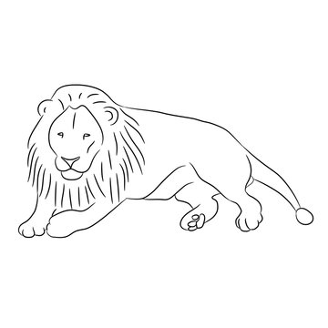 lying lion from the contour black lines on white of vector illustration