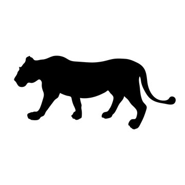 Black silhouette of running lioness on white background of vector illustration