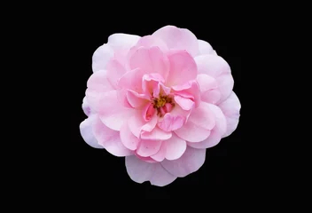 Rolgordijnen Bloemen One floribunda rosa 'Diadem' pink flower isolated on black