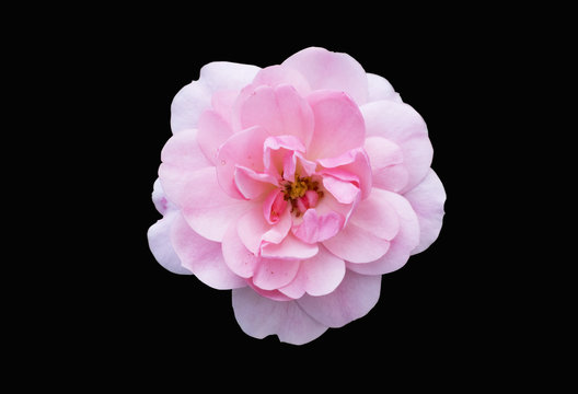 Fototapeta One floribunda rosa 'Diadem' pink flower isolated on black