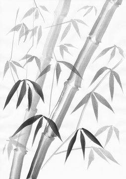 Bamboo watercolor painting with two stalks and light leaves. Black gouache on white paper study. © imaltsev