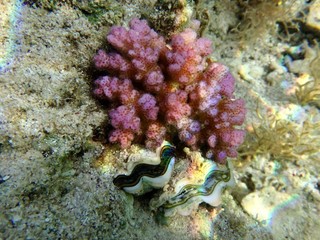Coral in Red Sea