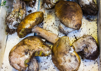 bunch of fresh yellow boletus cep mushrooms from harvest in the forest in wooden box