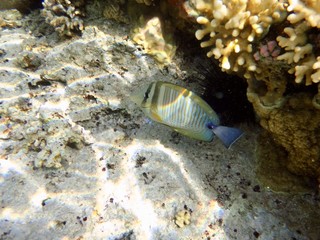 Obraz na płótnie Canvas Fish in Red Sea