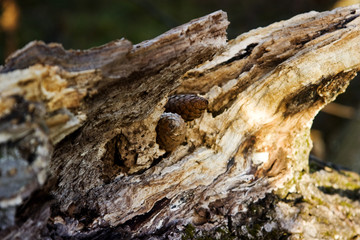 Old tree with cones on the ground close-up