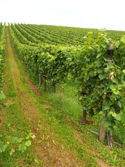 vineyard