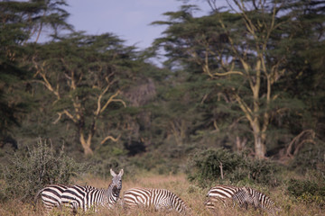 nakuru landscape with zebras in Kenya, Africa