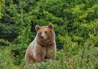 Wild adult Brown Bear ( Ursus Arctos ) in the summer forest. Green natural background