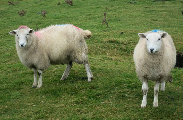 Obraz na płótnie Canvas Two Sheep in Ireland