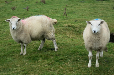 Obraz premium Two Sheep in Ireland
