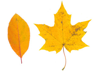 isolated fall leaves on white background. natural scanned maple yellow leaves set.