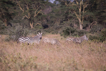 Fototapeta na wymiar nakuru landscape with zebras in Kenya, Africa