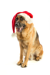 German shepherd with a hat Santa Claus