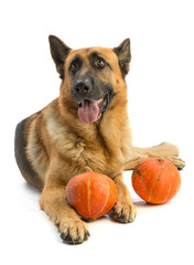 German shepherd with pumpkin