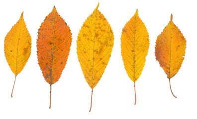 isolated fall leaves on white background. natural scanned autumn yellow leaves set