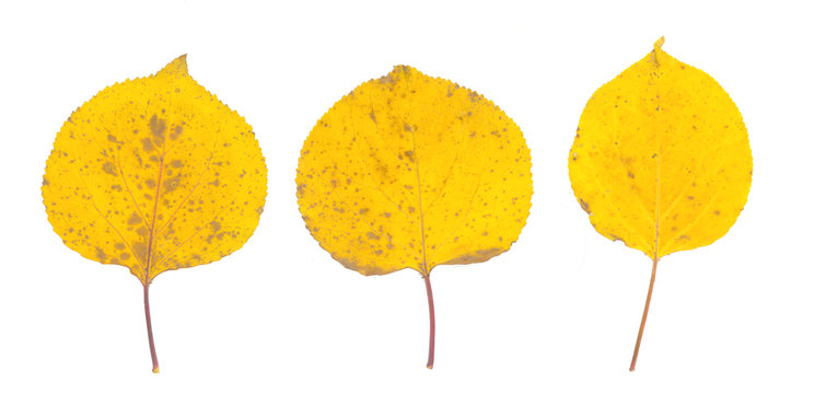 isolated fall leaves on white background. natural scanned aspen yellow leaves set