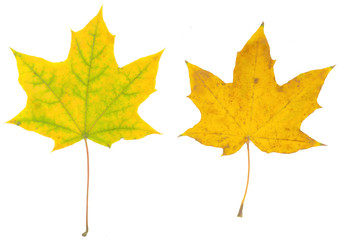 isolated fall leaves on white background. natural scanned maple yellow leaves set.