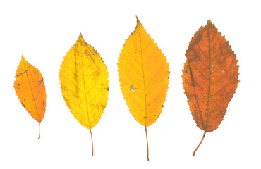 isolated fall leaves on white background. natural scanned autumn yellow leaves set