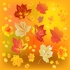 Autumn leaves on a yellow background. Beautiful autumn background.