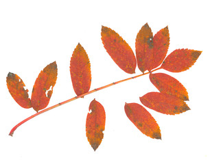 isolated fall leaves on white background. natural scanned ashberry red leaves