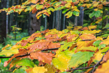 Herbststimmung im Schwarzwald