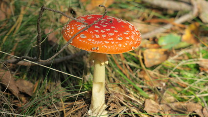 Toadstool red poisonous mushroom characterized by a characteristic red hat. Formerly used as a fly bait.