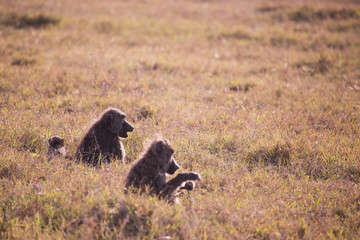 Baboons in Lake Nakuru National Park in Kenya Africa