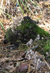 Mushrooms in the wood