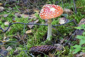 Mushrooms in the wood