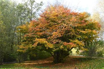 Solitary autumn tree with colorful leaves in a park