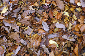 Herbstlaub auf dem Waldboden