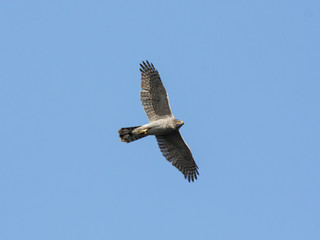 Northern goshawk flying in sky. Strong powerful beautiful bird of prey in wildlife.