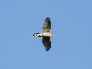 Northern goshawk flying in sky. Strong powerful beautiful bird of prey in wildlife.