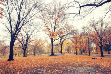 Fototapeta premium Central park at rainy morning, New York City, USA