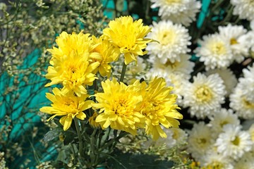 beautiful white chrysanths and yellow flower - economic flower plant