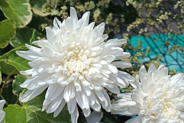 beautiful pure white chrysanths- economic flower plant