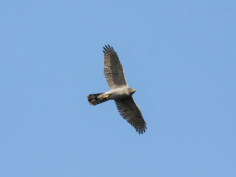 Northern goshawk flying in sky. Strong powerful beautiful bird of prey in wildlife.