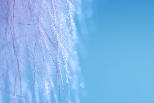 A curtain made of a bird feather with drops on a blue background. Beautiful macro, abstract artistic image. © Yulia