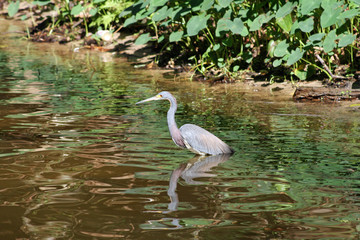 Heron